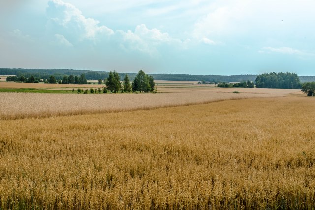 The Great Plain viewed from Bohoniki, Poland