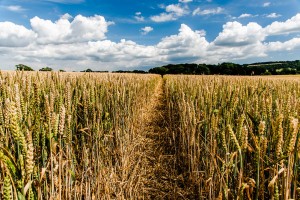 Wiltshire Wheat Fields in mid-July near West Dean © Gerry Lynch